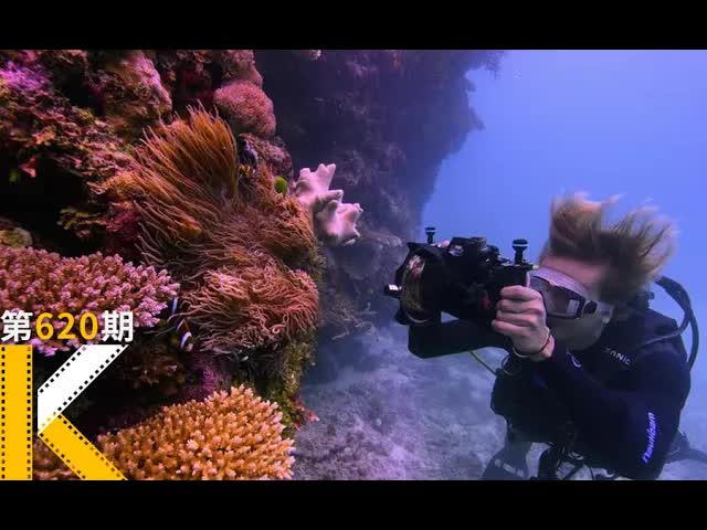 一场美到不可思议的死亡，9.0高分纪录片《追逐珊瑚》 看电影了没