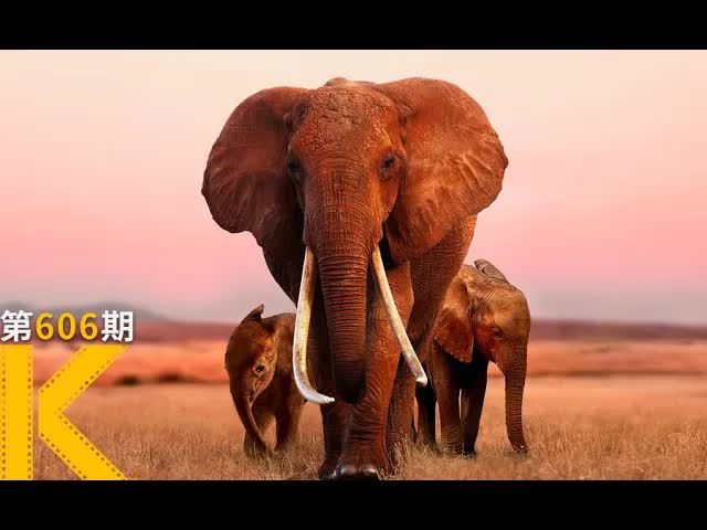无数人打出满分的纪录片，笑着笑着就看哭了《大象女王》 看电影了没