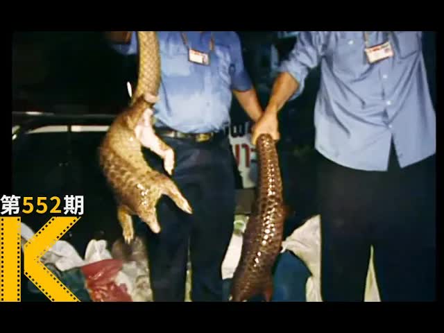 存活了4000万年，却被一片片扒下鳞片《穿山甲：被捕杀最多的动物》 看电影了没