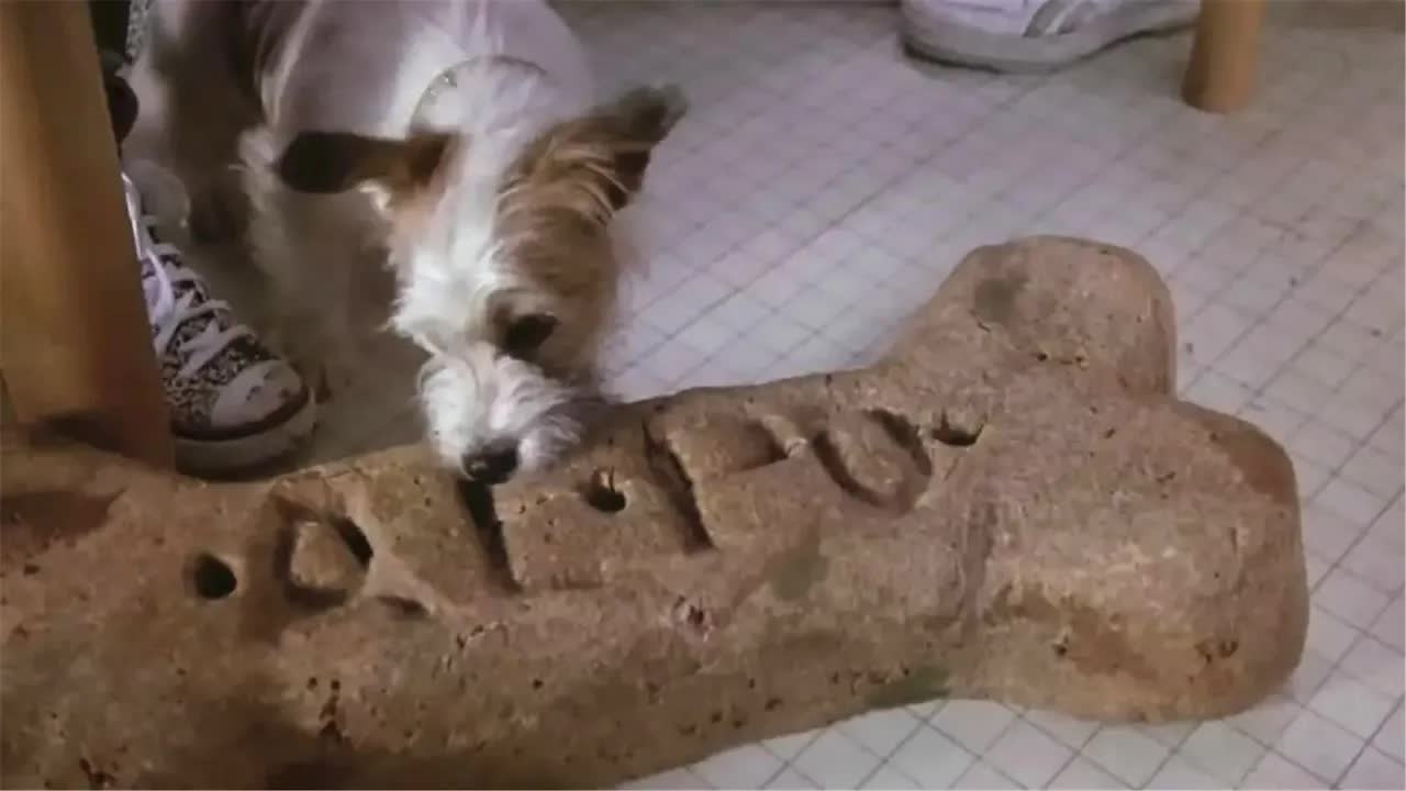 真粮食放大器！一粒狗粮放大后够狗吃一周，蚁人的灵感是不是来自这部电影？